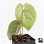 Anthurium hoffmannii 'Blood Moon' (wk30-UD) - Image 5
