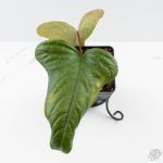 Anthurium Sp. Trilobe 'Rio Guanche' (wk24-UQ) - Image 4