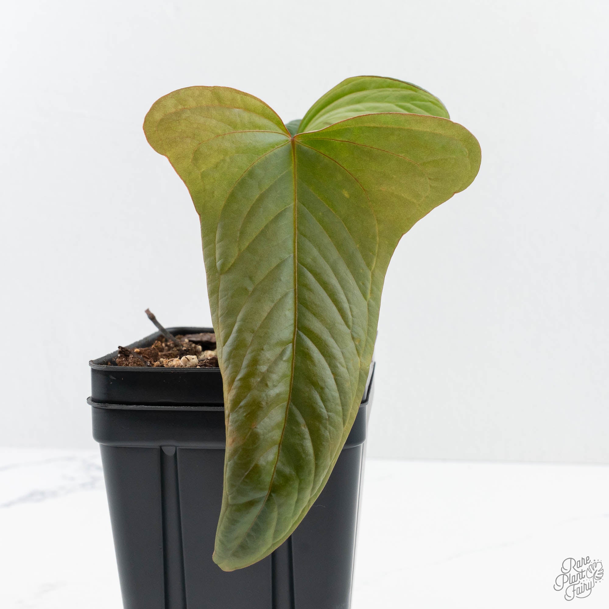 AnthuriumRioGuanche24UQ-6-2.jpg Anthurium Sp. Trilobe 'Rio Guanche' (wk24-UQ) - Image 1
