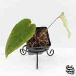 Anthurium 'Tropiflora Delta' x Antolakii (Formerly BVEP) (wk30-R)