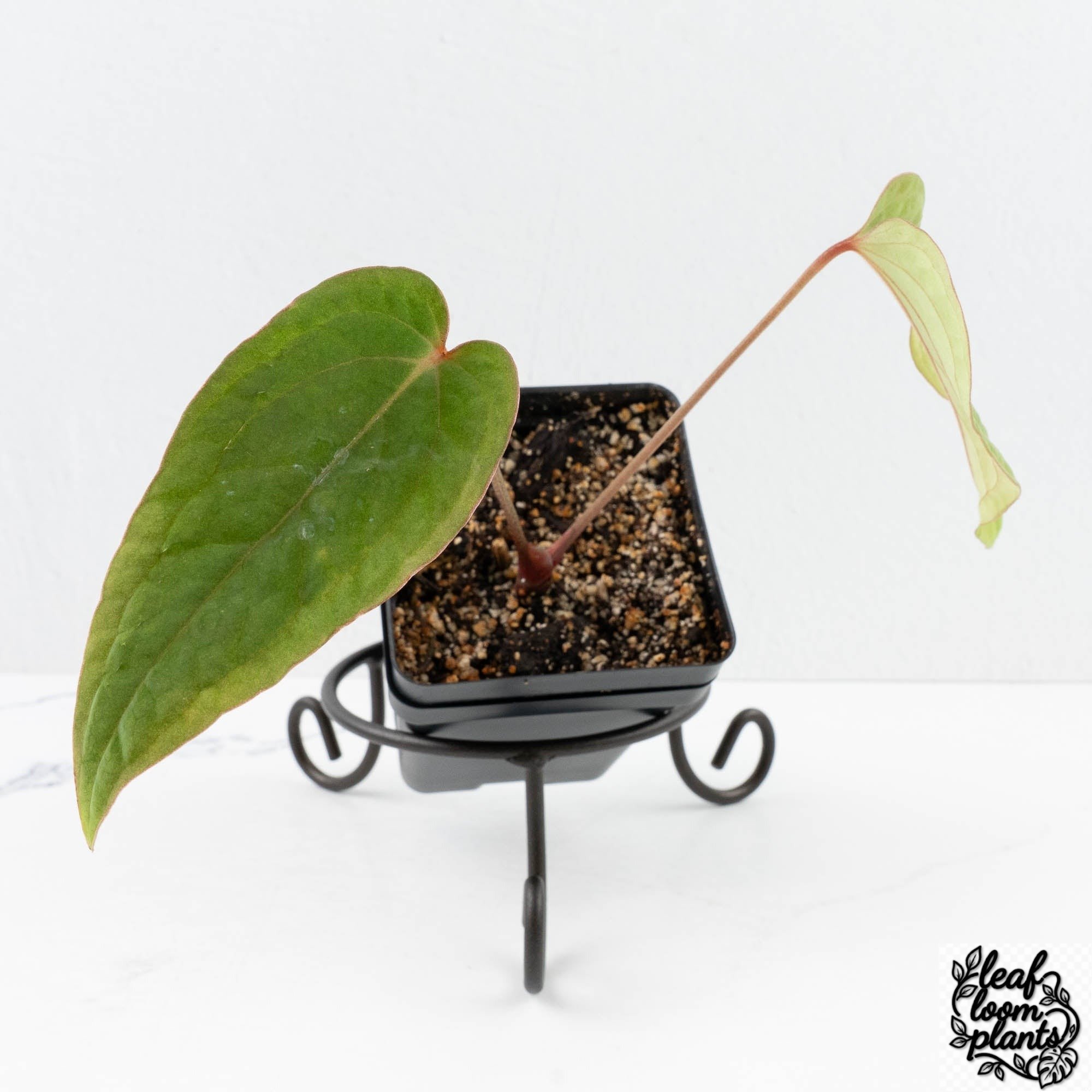 AnthuriumTropifloraDeltaxAntolakii_formerlyBVEP_-30R-2_01f50fa1-f280-4803-8864-db75c9a604fc-2.jpg Clean Anthurium 'Tropiflora Delta' x Antolakii (Formerly BVEP) (wk30-R) - Image 1