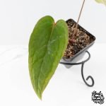 Anthurium 'Tropiflora Delta' x Antolakii (Formerly BVEP) (wk30-R) - Image 3