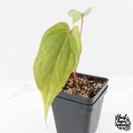 Anthurium 'Tropiflora Delta' x Antolakii (Formerly BVEP) (wk30-R) - Image 4