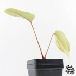 Anthurium 'Tropiflora Delta' x Antolakii (Formerly BVEP) (wk30-R) - Image 5