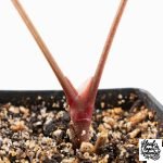 Anthurium 'Tropiflora Delta' x Antolakii (Formerly BVEP) (wk30-R) - Image 6