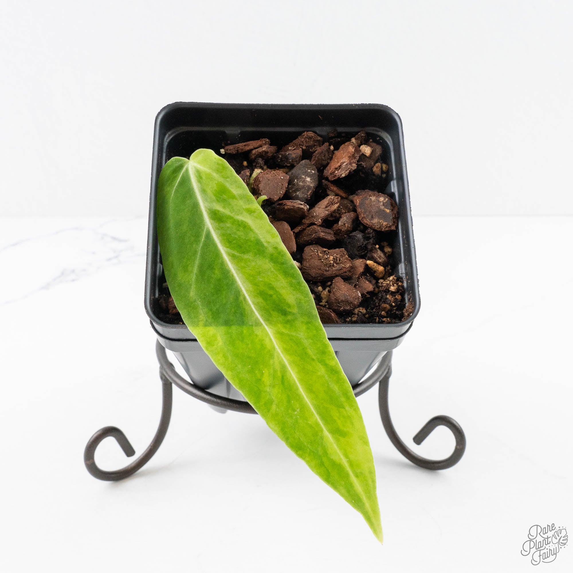 AnthuriumWarocqueanum-29UG-3-1.jpg Anthurium Warocqueanum "Queen Anthurium" Variegated (wk29-UG) - Image 1