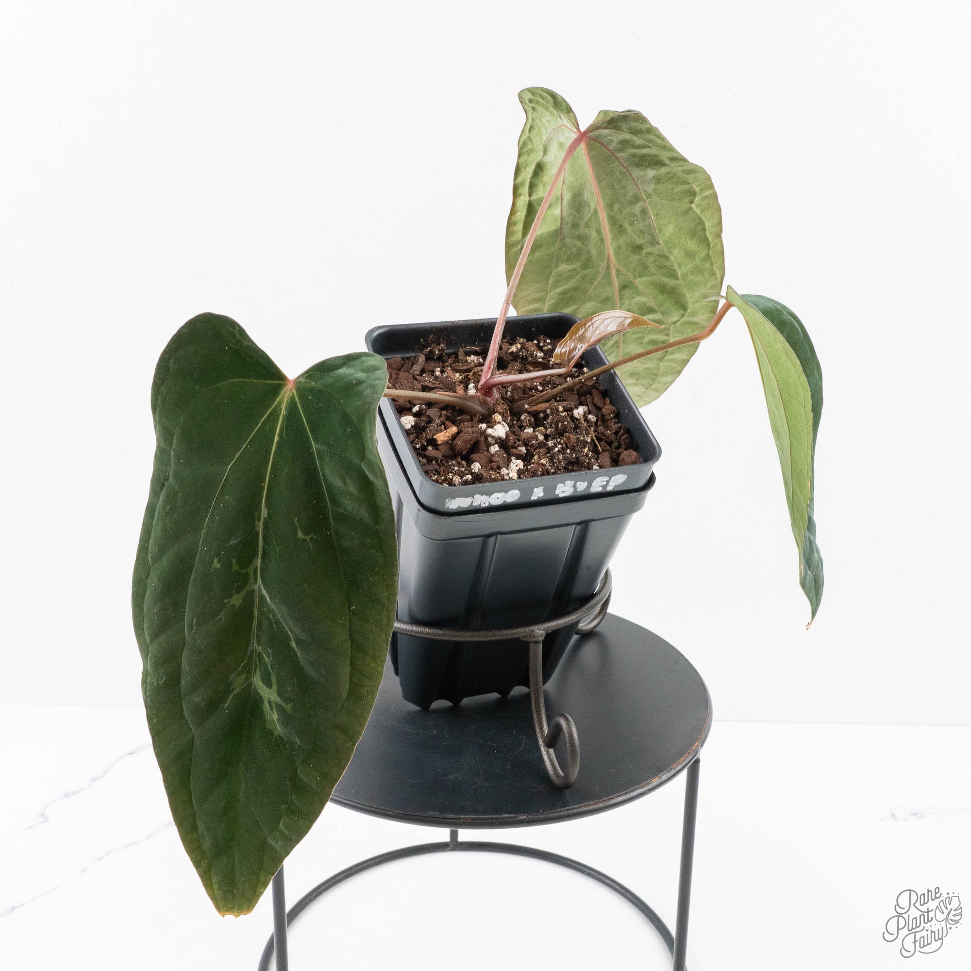 AnthuriumWuhoo_sFirstNightxAntolakiiblister-27J-3-2.jpg Anthurium 'Wuhoo's First Night' x Antolakii (formerly BVEP) (wk27-J) Blister Variegated - Image 1