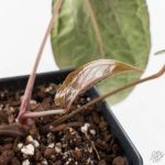 Anthurium 'Wuhoo's First Night' x Antolakii (formerly BVEP) (wk27-J) Blister Variegated - Image 5