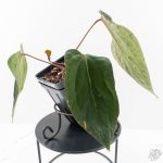 Anthurium 'Wuhoo's First Night' x Antolakii (formerly BVEP) (wk27-J) Blister Variegated - Image 4