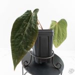 Anthurium 'Wuhoo's First Night' x Antolakii (formerly BVEP) (wk27-J) Blister Variegated - Image 2