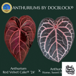 Anthurium Home, Sweet Home '32'  x Red Velvet Cake '24' x by DocBlock® (wk28-H) - Image 5