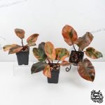 Philodendron 'Black Cardinal' variegated *Growers Choice* - Image 3