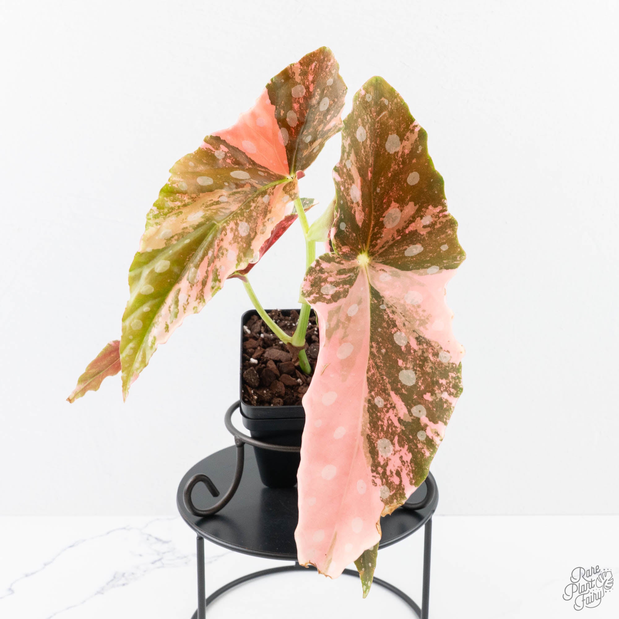 BegoniaMaculatapinkvariegated-25B-3-2.jpg Begonia Maculata Pink Variegated (wk25-B) - Image 1