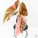 Begonia Maculata Pink Variegated (wk25-B) - Image 3