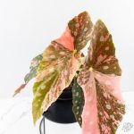 Begonia Maculata Pink Variegated (wk25-B) - Image 4