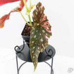 Begonia Maculata Pink Variegated (wk25-B) - Image 5