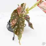 Begonia Maculata Pink Variegated (wk25-B) - Image 6