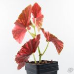 Begonia Maculata Pink Variegated (wk25-B) - Image 7