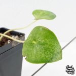 Peperomia 'Raindrop' variegated (wk30-UN) - Image 9