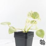 Peperomia 'Raindrop' variegated (wk30-UN) - Image 10