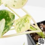 Peperomia 'Raindrop' variegated (wk30-UN) - Image 8