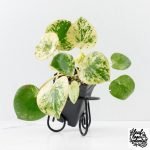 Peperomia 'Raindrop' variegated (wk30-UN)