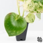 Peperomia 'Raindrop' variegated (wk30-UN) - Image 3