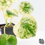 Peperomia 'Raindrop' variegated (wk30-UN) - Image 4
