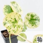 Peperomia 'Raindrop' variegated (wk30-UN) - Image 5