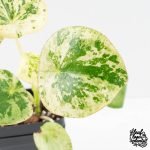 Peperomia 'Raindrop' variegated (wk30-UN) - Image 6