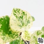 Peperomia 'Raindrop' variegated (wk30-UN) - Image 7