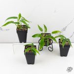 Philodendron 'Belle Isle' *Grower's choice* - Image 5