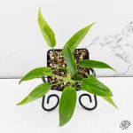 Philodendron 'Belle Isle' *Grower's choice* - Image 4