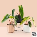 Philodendron billietiae variegated *Grower's Choice* - Image 2