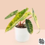 Philodendron billietiae variegated *Grower's Choice* - Image 3