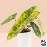 Philodendron billietiae variegated *Grower's Choice*