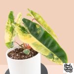 Philodendron billietiae variegated *Grower's Choice* - Image 4