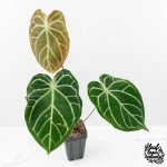Anthurium Briëlle '16' x Black Widow '13' by DocBlock®  (wk29-E) - Image 2