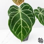 Anthurium Briëlle '16' x Black Widow '13' by DocBlock®  (wk29-E) - Image 3