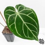 Anthurium Briëlle '16' x Black Widow '13' by DocBlock®  (wk29-E) - Image 4