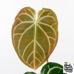 Anthurium Briëlle '16' x Black Widow '13' by DocBlock®  (wk29-E)