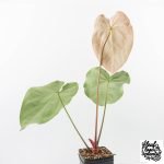 Anthurium Briëlle '16' x Black Widow '13' by DocBlock®  (wk29-E) - Image 5