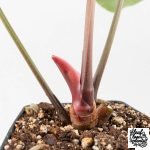 Anthurium Briëlle '16' x Black Widow '13' by DocBlock®  (wk29-E) - Image 6