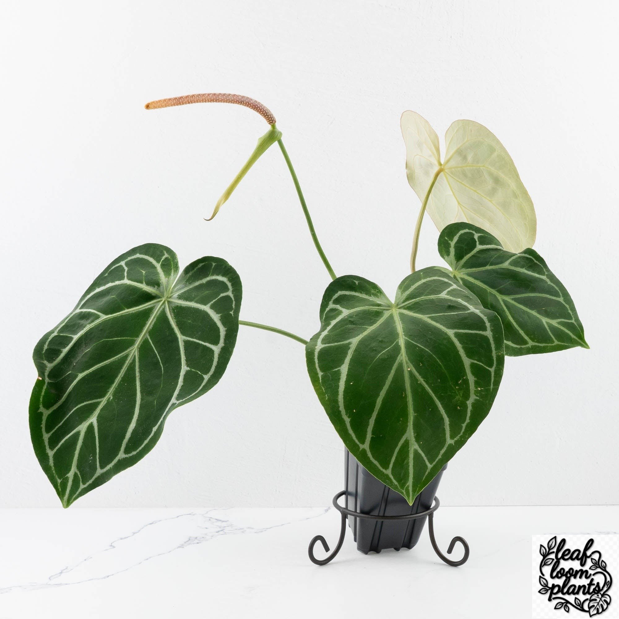 Brielle16xLynette18-28C-2-2.jpg Clean Anthurium DocBlock Briëlle '16' x Lynette '18' by DocBlock® (wk28-C) - Image 1