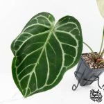 Anthurium DocBlock Briëlle '16' x Lynette '18' by DocBlock® (wk28-C) - Image 3
