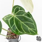 Anthurium DocBlock Briëlle '16' x Lynette '18' by DocBlock® (wk28-C) - Image 5