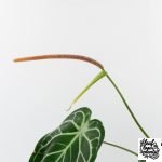 Anthurium DocBlock Briëlle '16' x Lynette '18' by DocBlock® (wk28-C) - Image 7