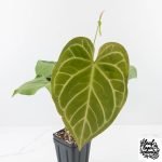 Anthurium DocBlock Briëlle '16' x Lynette '18' by DocBlock® (wk28-C) - Image 6