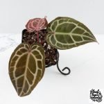 Anthurium Crystal Red '12' x Michelle '1' by DocBlock® (wk27-B) - Image 2