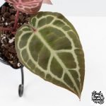 Anthurium Crystal Red '12' x Michelle '1' by DocBlock® (wk27-B) - Image 4